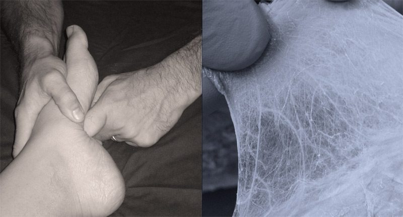 fascia: the connective tissue